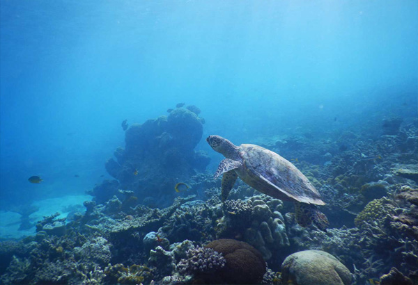 Turtle ID