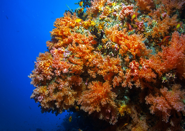 Dhiguveli Maldives Guest House