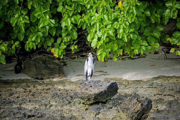 The Residence Maldives at Dhigurah