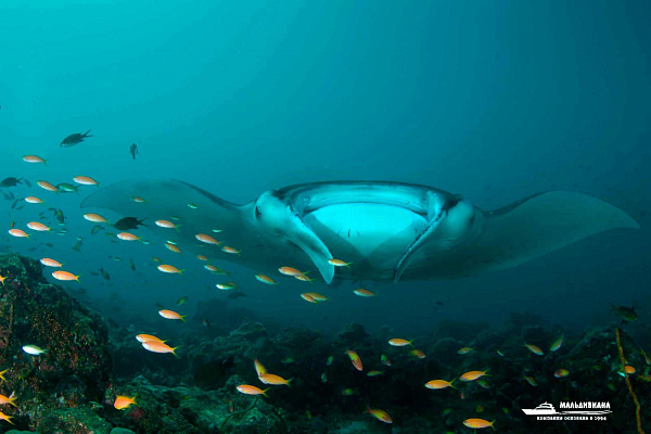 Diamonds Thudufushi Maldives