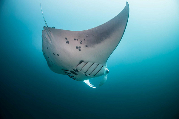 Malahini Kuda Bandos