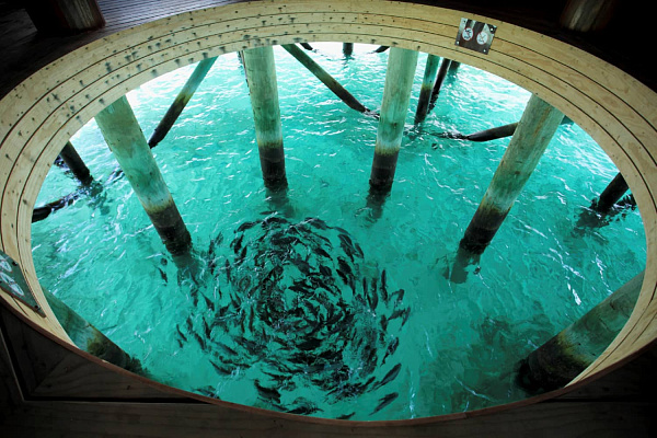 Centara Ras Fushi Resort&Spa Maldives