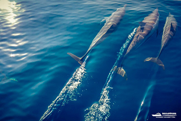 Kudadoo Maldives Private Island