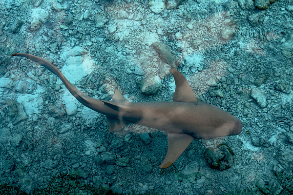 Safari Island Resort & Spa