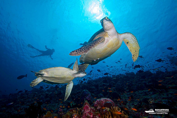 Innahura Maldives Resort