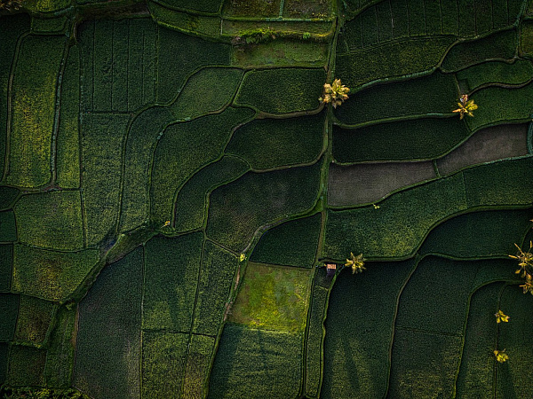 Anantara Ubud Bali Resort 5*