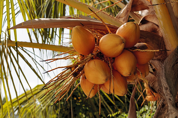 Dhonfulhafi Beach View & Spa 