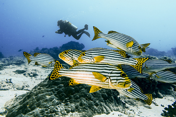 Sun Siyam Iru Fushi Maldives