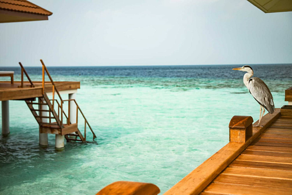 NAKAI Maayafushi Resort