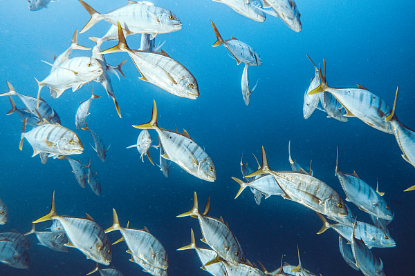 Sun Siyam Iru Fushi Maldives