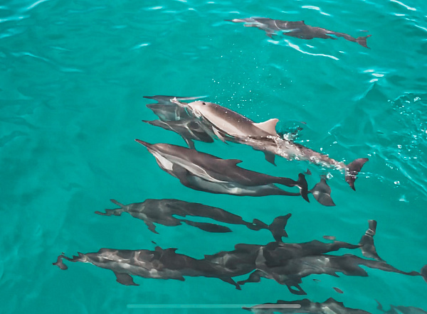 Perla Dhangethi Guest House