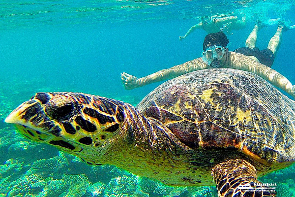 Sheraton Maldives Full Moon Resort and Spa