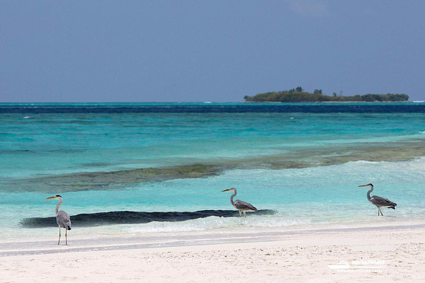Coco Palm Dhuni Kolhu