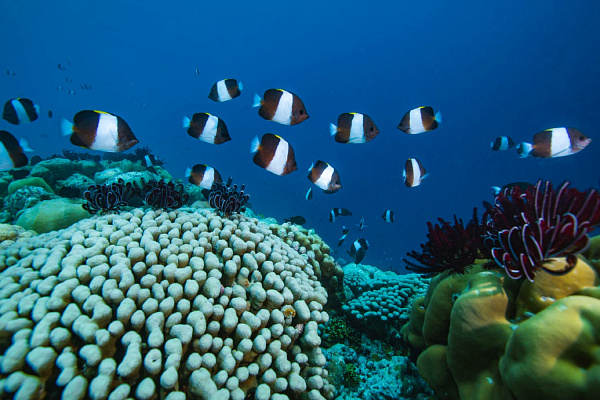 Noku Maldives Vignette Collection Resort