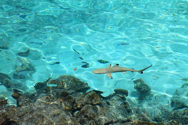 Summer Island Maldives