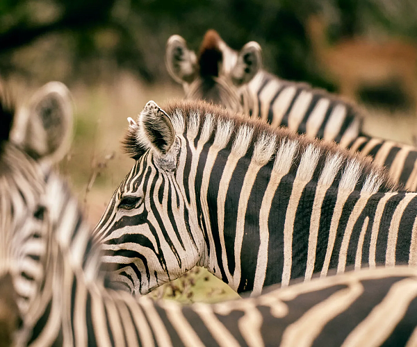 Club Med South Africa Beach & Safari