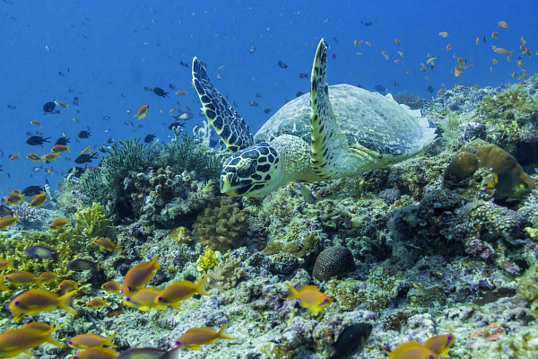 Robinson Club Maldives