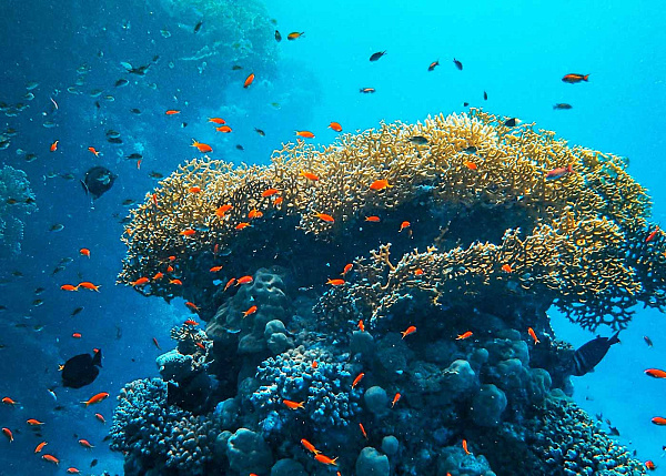 OBLU NATURE Helengeli by Sentido