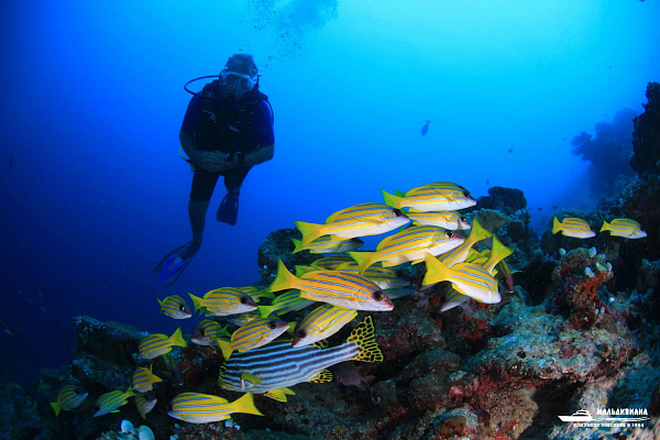 Veligandu Island Resort & Spa