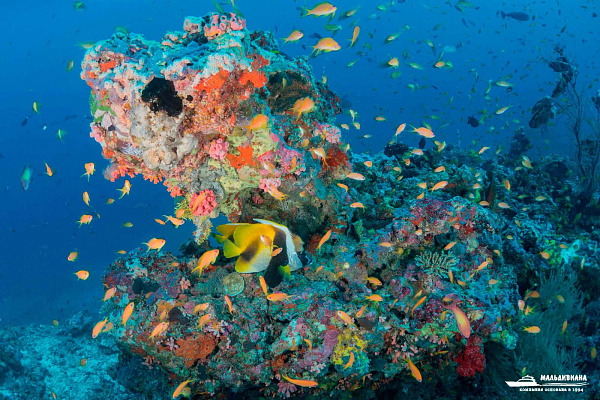 Milaidhoo Island Maldives