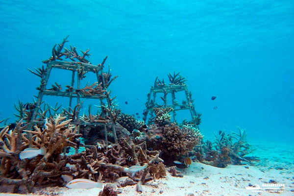 Diamonds Thudufushi Maldives