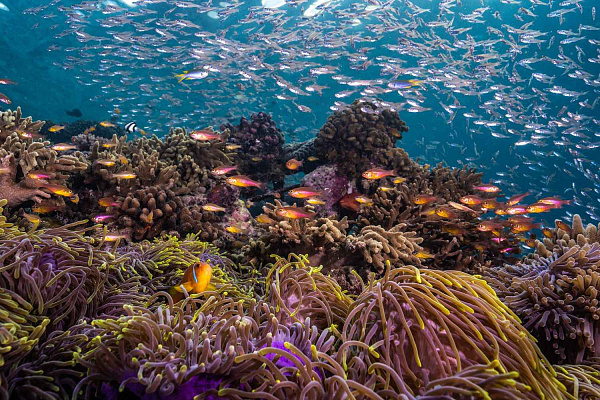 Anantara Kihavah Villas