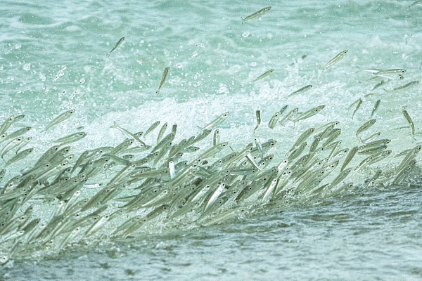 NAKAI Maayafushi Resort
