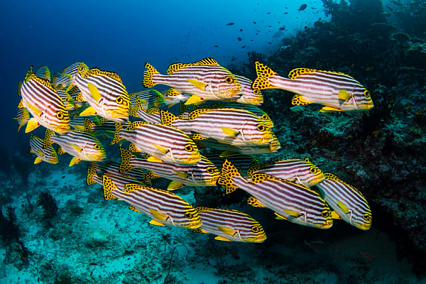 Noku Maldives Vignette Collection Resort