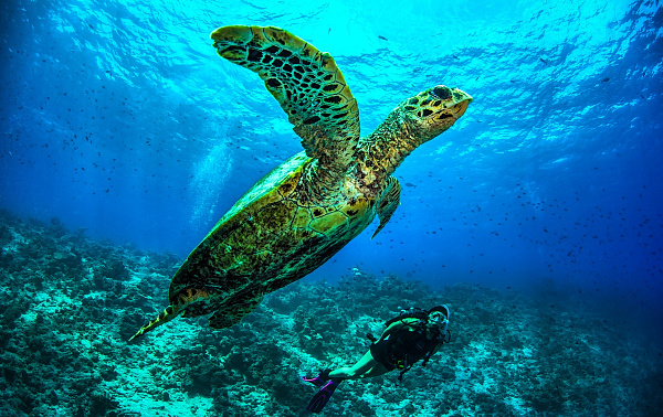Dusit Thani Maldives