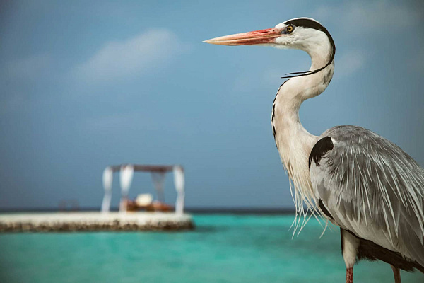 NAKAI Maayafushi Resort