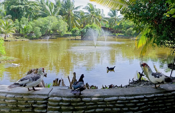 Canareef Resort Maldives