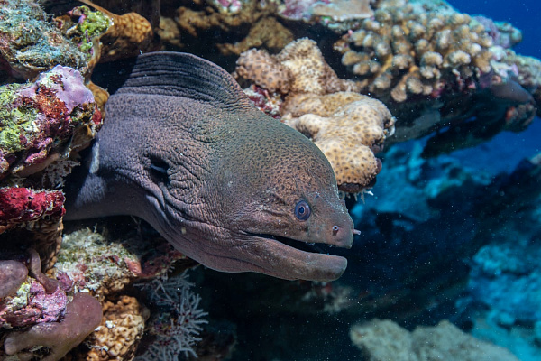 Noku Maldives Vignette Collection Resort