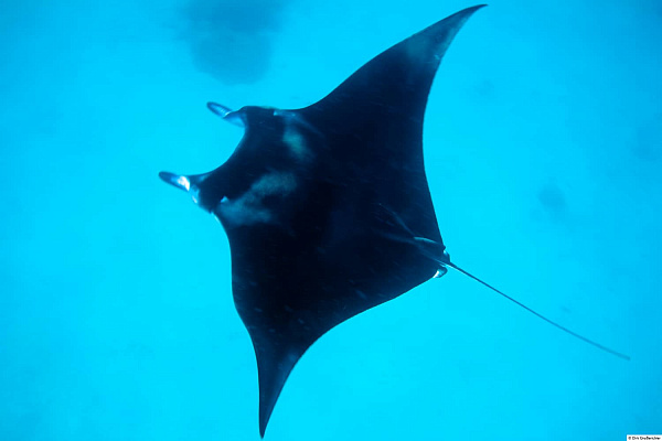 Hideaway Beach Resort and Spa