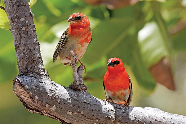 Four Seasons Resort at Desroches