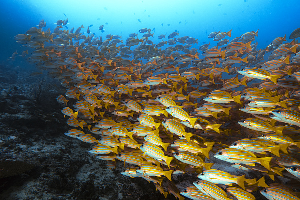 Sun Siyam Iru Fushi Maldives