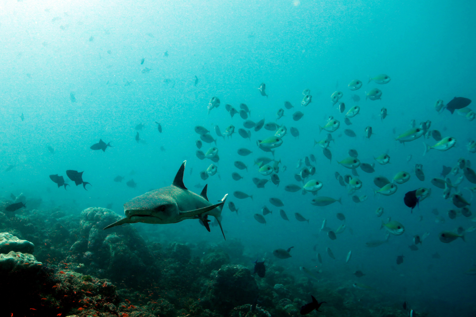 Ritrella floating Hotel & Yacht