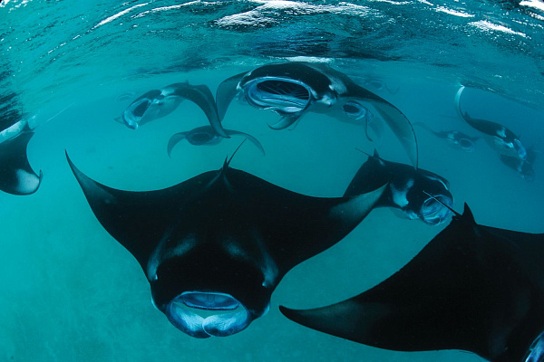 Anantara Kihavah Villas