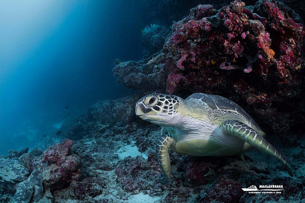 Cheval Blanc Randheli