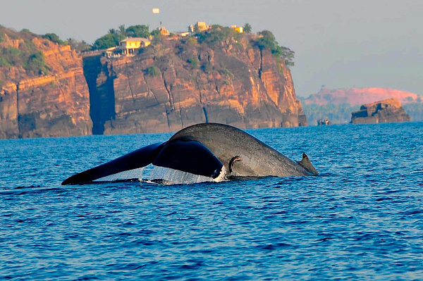 Trinco Blu by Cinnamon