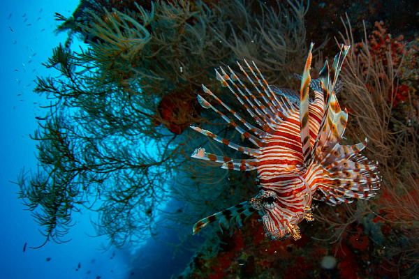 Noku Maldives Vignette Collection Resort