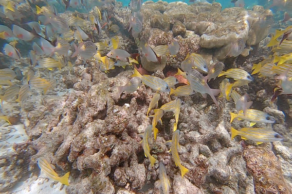 Adaaran Prestige Vadoo