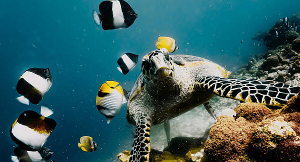 NH Collection Maldives Reethi Resort 