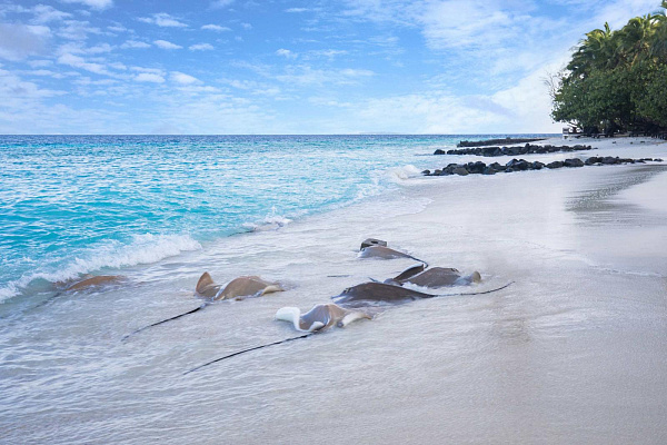 Taj Coral Reef Resort & Spa Taj Coral Reef Resort & Spa