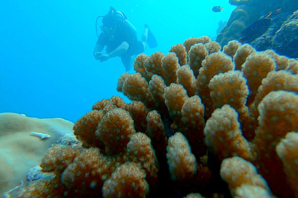 Adaaran Prestige Vadoo Adaaran Prestige Vadoo