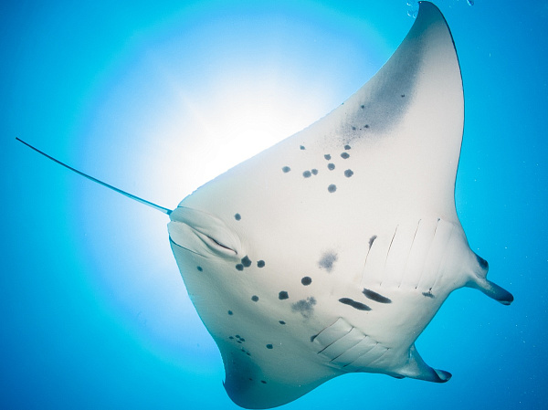 Dhiguveli Maldives Guest House Dhiguveli Maldives Guest House